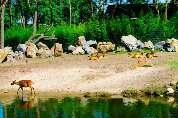 緑に囲まれた小さな池の横に鹿の群れが横たわっている明るい夏の日 — ストック写真