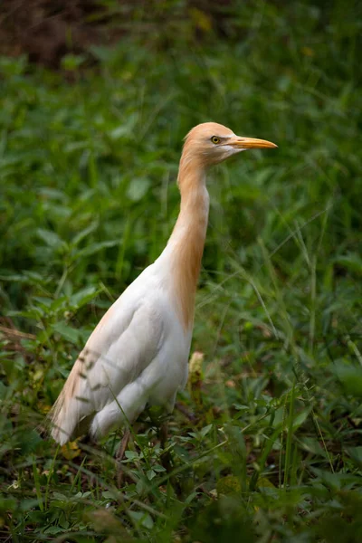 Vertikal Bild Boskap Egret Fågel Ett Landsbygdsområde Omgiven Grön Natur — Stockfoto