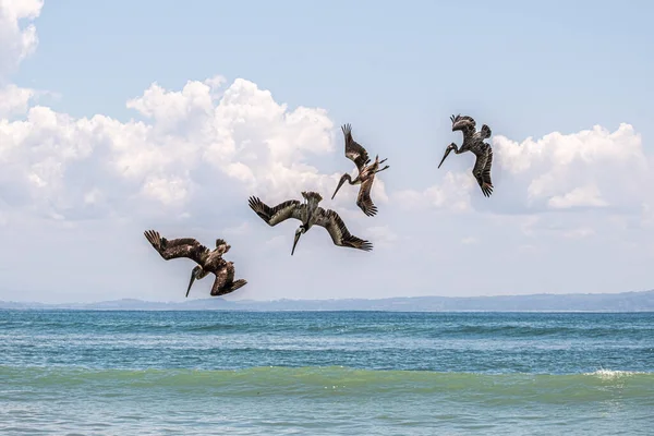 Rebanho Pelicano Marrom Pelecanus Occidentalis Voo Sobre Mar Contra Céu — Fotografia de Stock