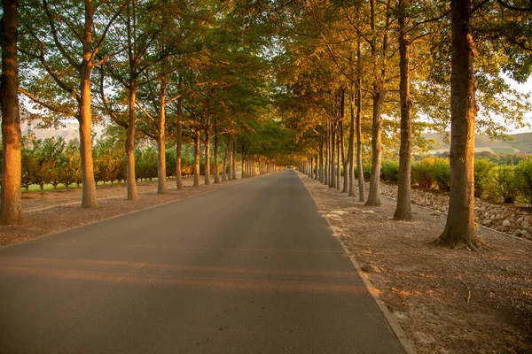 Uma Bela Foto Caminho Parque Entre Árvores Fazenda Vinho Cidade — Fotografia de Stock