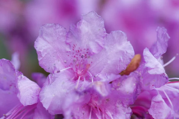 Detailní Záběr Fialové Květy Rododendronu — Stock fotografie