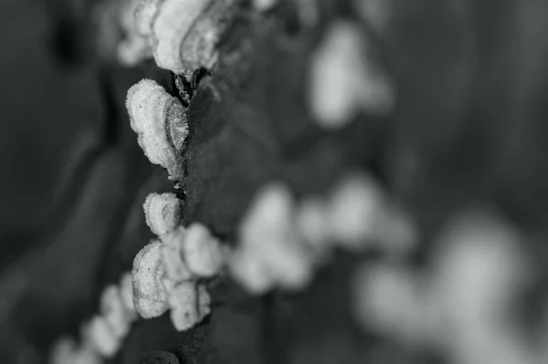 Tiro Foco Seletivo Escala Cinza Fungos Cultivados Uma Árvore — Fotografia de Stock