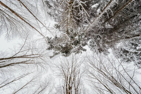 Tiro Ángulo Bajo Enormes Árboles Sin Hojas Parcialmente Cubiertas Nieve —  Fotos de Stock