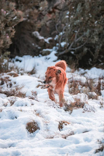 Belo Tiro Cão Harzer Fuchs Sentado Chão Neve Branca Matroosberg — Fotografia de Stock