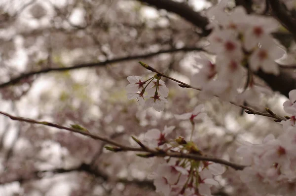 春の桜の木の上にピンクの桜の枝の選択的な焦点 — ストック写真