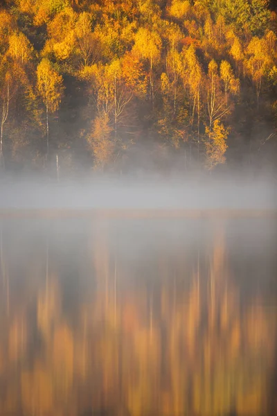 Vertical Shot Treetops Lit Sunlight Foggy Day Reflecting Water — Stock Photo, Image