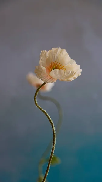Pembe Mavi Arkaplandaki Gelincik Çiçeğinin Dikey Seçmeli Odak Çekimi — Stok fotoğraf