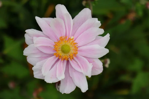 Close Uma Anêmona Japonesa Branca Rosada Eriocapitella Hupehensis — Fotografia de Stock