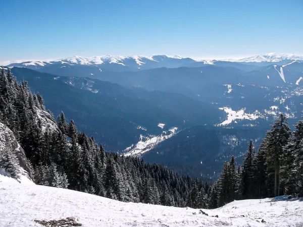Romanya Nın Brasov Kentinde Kışın Karla Kaplı Bir Dağda Büyüyen — Stok fotoğraf