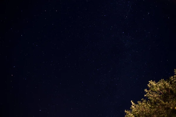 Küçük Yıldızların Düşük Açılı Görüntüsü Bir Ağacın Üzerinde Gece Gökyüzünde — Stok fotoğraf