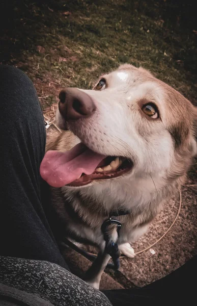 Şirin Kahverengi Husky Köpeğinin Sahibinin Yanında Otururken Çekilmiş Dikey Bir — Stok fotoğraf