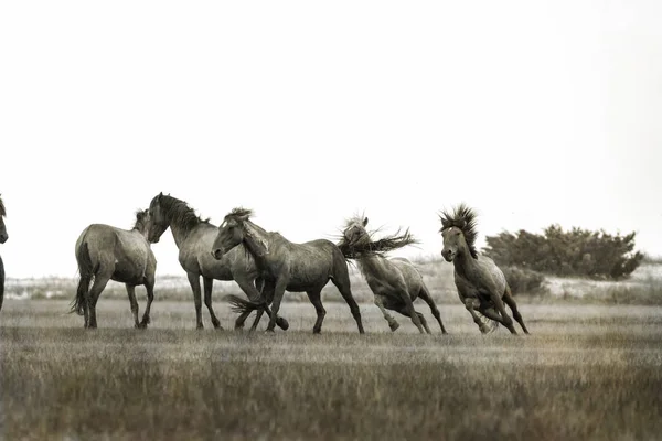 Divocí Koně Rezervaci Rachel Carson Severní Karolína — Stock fotografie