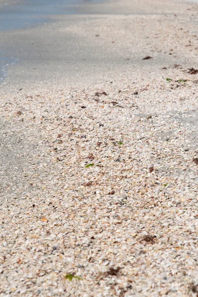 Vertical Shot Speckled Shell Sandy Beach — Stock Photo, Image