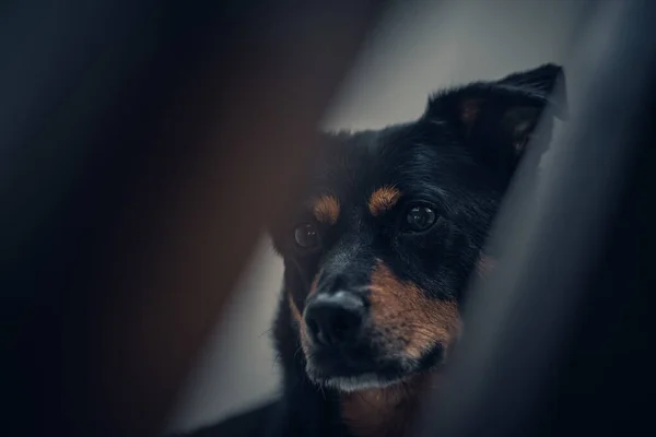 Primer Plano Lindo Perro Negro Marrón Mirando Algo — Foto de Stock