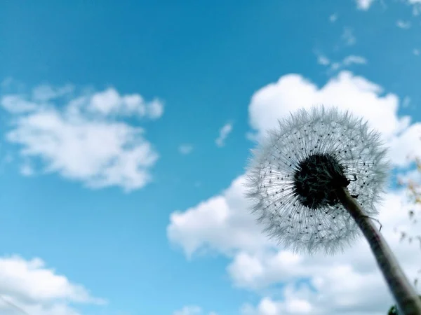 Selective Focus Single Dandelion Blue Cloudy Sky Background — Stock Photo, Image