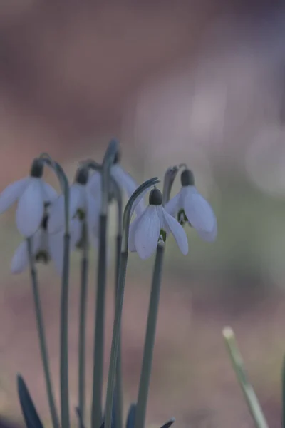 Ein Flacher Fokus Von Wintermilchblumen Einem Garten Bei Tageslicht Mit — Stockfoto