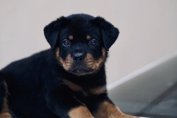 Egy Közeli Kép Egy Aranyos Fekete Rottweiler Kiskutyáról Aki Szomorú — Stock Fotó