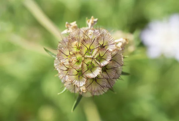 Primer Plano Una Planta Con Flores Scabiosa Stellata Sobre Fondo —  Fotos de Stock