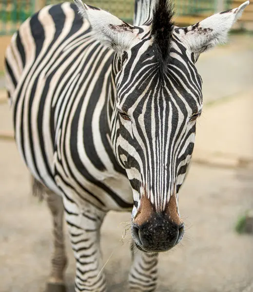 Close Uma Bela Zebra Zoológico — Fotografia de Stock