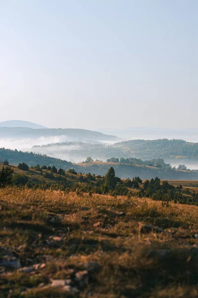 Pionowe Ujęcie Drzew Wzgórzu Górach — Zdjęcie stockowe