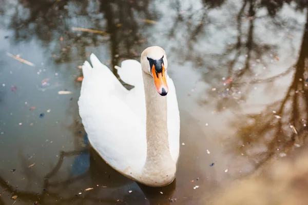 Beautiful Single White Swan Swimming Calm Water Park — Stock Photo, Image