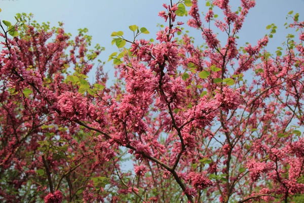 Tiro Ângulo Baixo Redbuds Florescendo Primavera — Fotografia de Stock