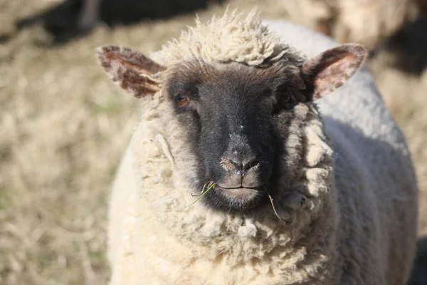 Close Uma Ovelha Branca Comendo Grama Campo Dia Ensolarado — Fotografia de Stock