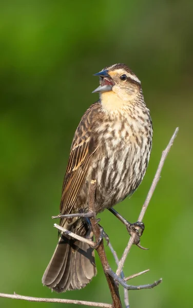 A selective focus shot of a female red-winged blackbird perched on a branch