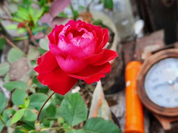 Zbliżenie Czerwonej Róży Kwitnącej Ogrodzie — Zdjęcie stockowe