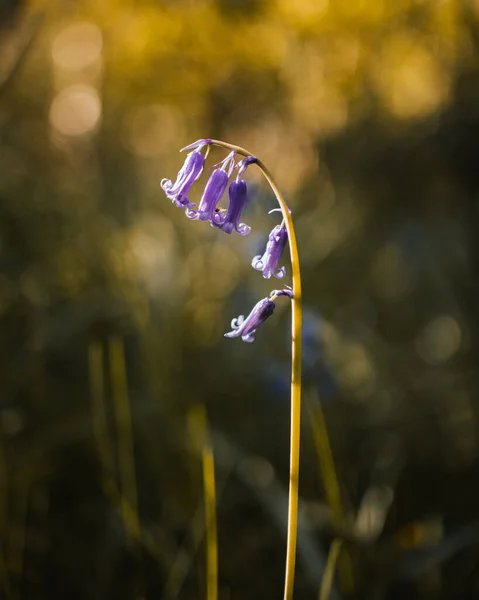 Shallow Focus Non Scripta Beeps Flowers Garden Sunny Day Blurred — Stock Photo, Image