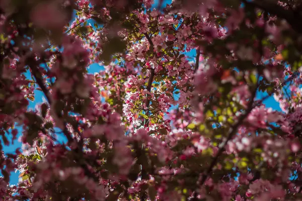 在蓝色的天空中 一束绽放的粉色樱花枝条的特写镜头 — 图库照片