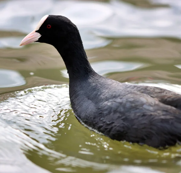 在湖中游泳的欧亚野鸭的精挑细选镜头 — 图库照片