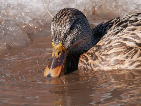 A wild, brown mallard duck on a frozen pond on a sunny day