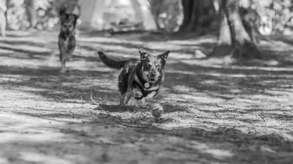 Tiro Escala Grises Lindo Perro Jugando Parque — Foto de Stock