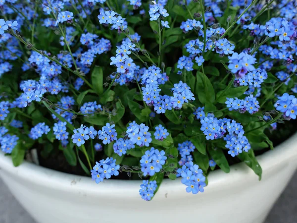 Gros Plan Minuscules Fleurs Bleues Oubliées Dans Pot — Photo