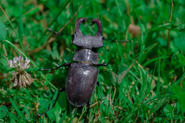 Siyah Bir Geyik Böceğinin Doğal Ortamında Yakın Plan Fotoğrafı — Stok fotoğraf