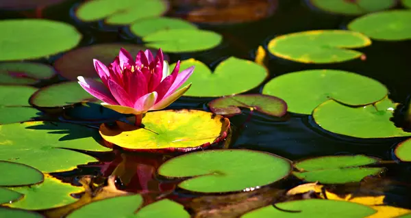 Primer Plano Una Hermosa Flor Loto Almohadillas Lirio — Foto de Stock