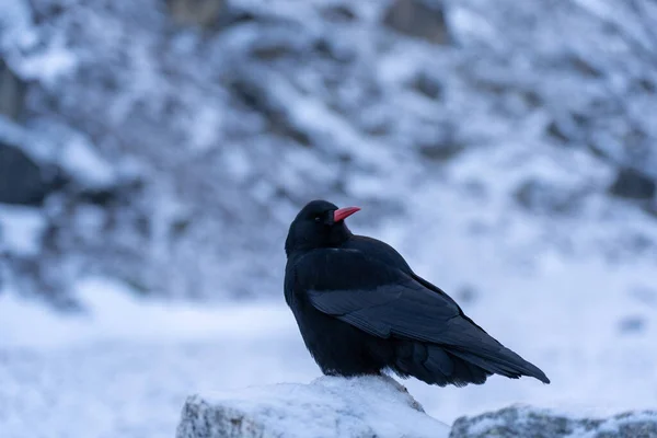 Closeup Shot Beautiful Black Bird Red Beak Standing Rock Cold — Stock Photo, Image