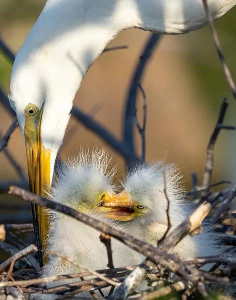 Een Selectieve Focus Shot Van Een Moeder Egret Geven Voedsel — Stockfoto