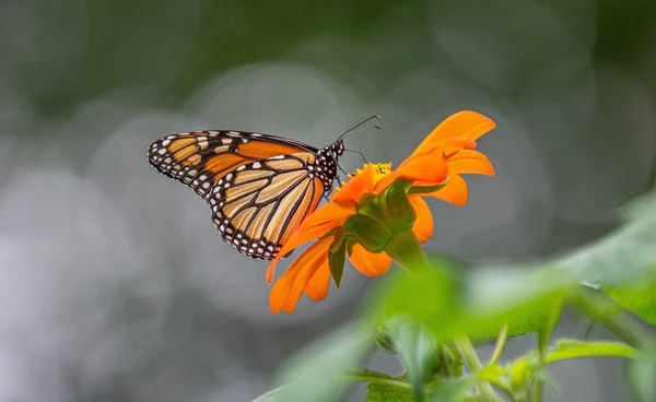 Selektivní Záběr Motýla Monarchy Sedícího Květině — Stock fotografie