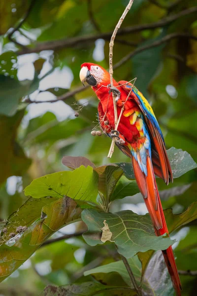 Papagaio Arara Empoleirado Uma Árvore Parque Nacional Manuel Antonio Quepos — Fotografia de Stock