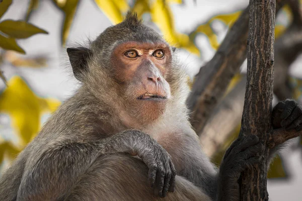 Eine Nahaufnahme Von Affe Auf Einem Baum — Stockfoto