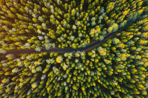 Вид Зверху Повітря Шосе Оточене Зеленими Ялиновими Лісами — стокове фото