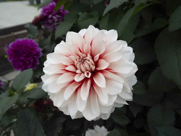 Gros Plan Une Fleur Blanche Dahlia Fleurissant Dans Jardin Printemps — Photo