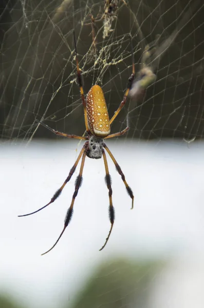 Close Uma Aranha Escrita Uma Teia Aranha Wilmington Carolina Norte — Fotografia de Stock