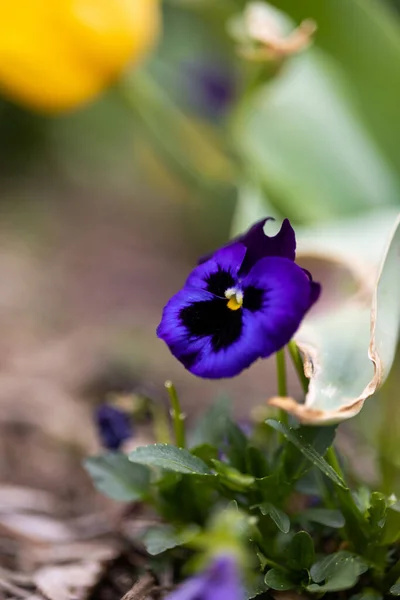 Close Uma Flor Pansy — Fotografia de Stock