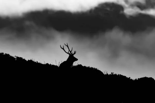 Graustufenansicht Einer Hirschsilhouette Auf Einem Hügel Loch Muick Der Nähe — Stockfoto