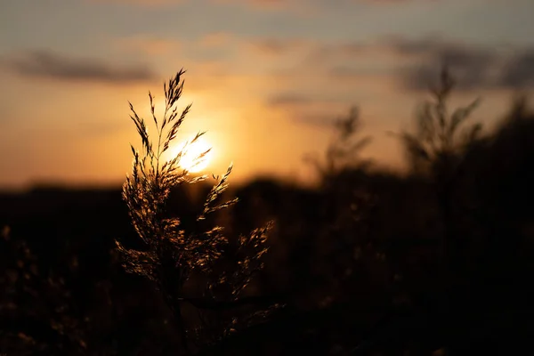 Closeup Shot Grass Sunset — Stock Photo, Image