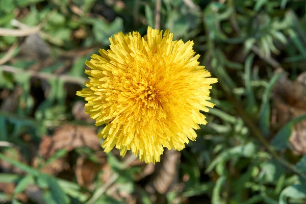 Primer Plano Diente León Amarillo Común Cultivado Jardín Primavera —  Fotos de Stock