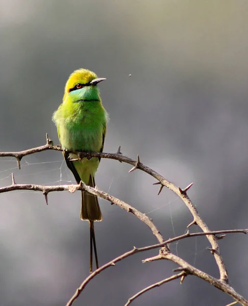 Closeup Shot Blue Cheeked Bee Eater Sitting Branch — Stock Photo, Image